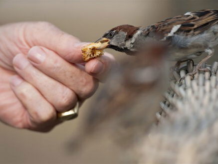 'Bijvoeren vogels is goed, maar wel met mate'