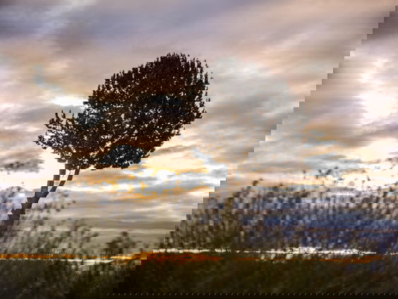 Nederland Plant Bomen: Siegurd doet aan bushcraften