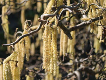 Natuur:hooikoorts met kerst