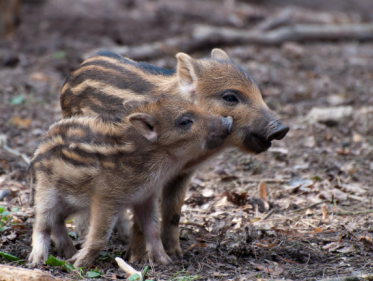 Populatie wilde zwijnen op de Veluwe rijst de pan uit