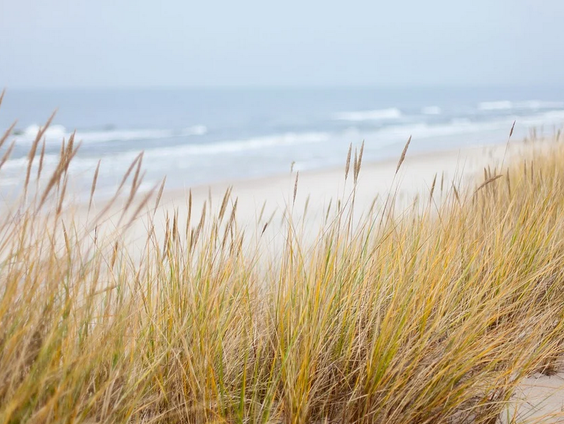 Eerste landelijke 'Dag van de Duinen'
