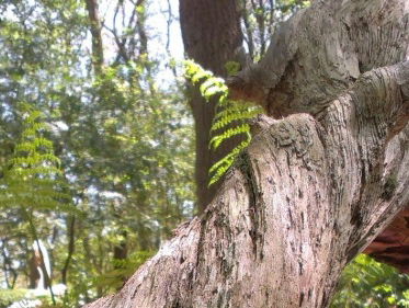 Martine Dubois verwondert zich over de gekronkelde bomen