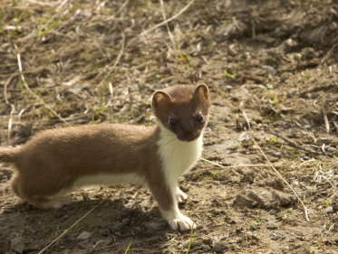 Wat jammer eigenlijk dat je deze leuke diertjes zo weinig ziet