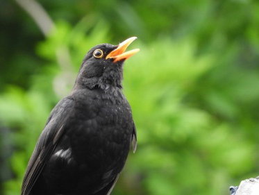 Martine Dubois over de merels in de vroege ochtend