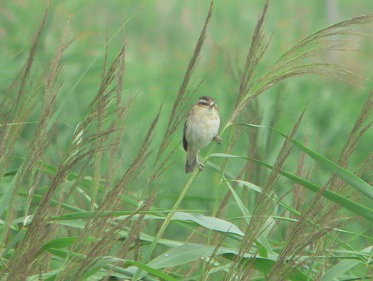 Martine Dubois: 'Hoe herkennen wij die kleine vogeltjes aan het liedje dat ze zingen?'