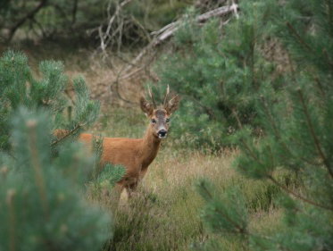 Martine Dubois volgt met collega natuurfreak Ingrid Verwoert sporen van reeën
