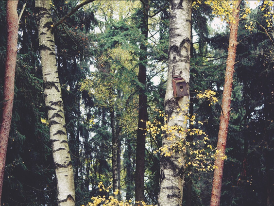 Het minibosje van Herman Haan