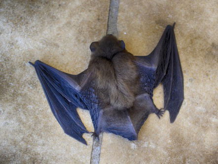 Vleermuizen Australië dood door hittegolf