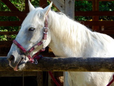 Misstanden bij veel maneges