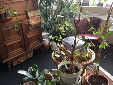 1 van 5: Waarom een plantenasiel?