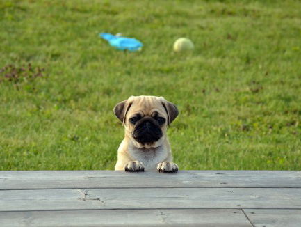 Mopshond heeft reden tot mopperen