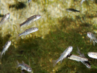 Veluws waterschap redt zeldzame vissen