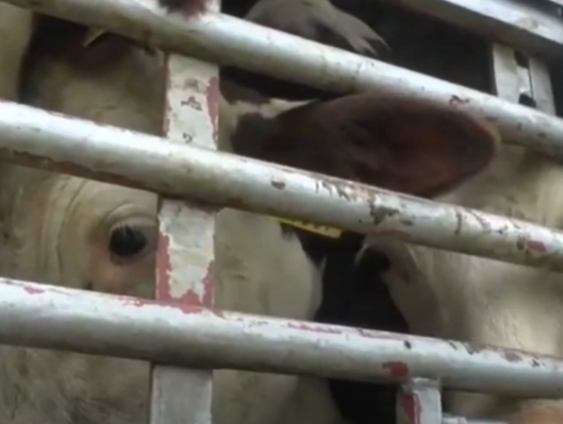 Documentaire toont grote gevolgen van ons vleeseten