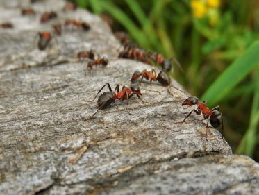 'Ga tot de mieren gij luiaards'