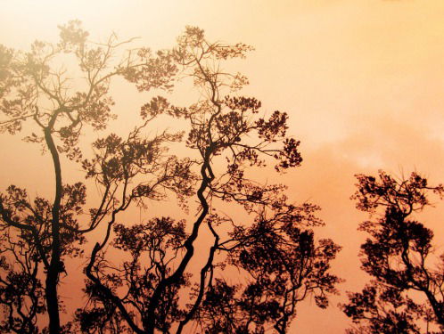 De Sallandse heide stond (bewust) in de brand