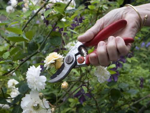 ABC bomen en struiken nog niet snoeien!