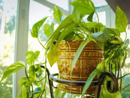 Asiel Nieuw Stekkie vangt zielige plantjes op