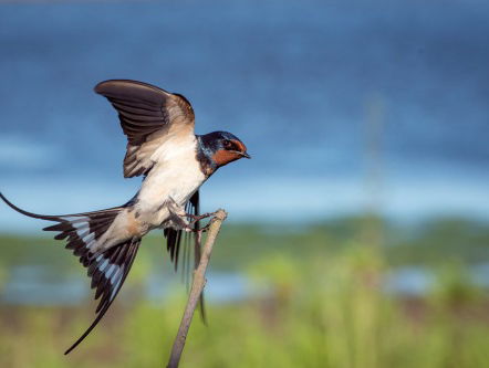 Een jaar lang vogels spotten