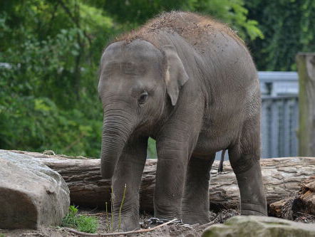 Haig Balian, directeur van Artis over het nieuwe olifantenverblijf