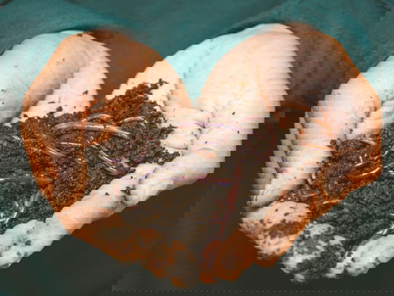 Op tuinsafari met Katja Staring: bodemdieren