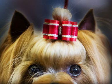 Winnaar Beste hond van 2017-verkiezing