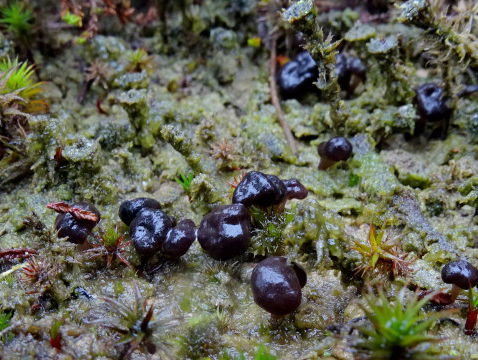 'Uitgestorven' paddenstoeltje maakt comeback