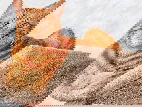 Katten zijn helemáál niet blij dat hun baasje thuis is met de lockdown