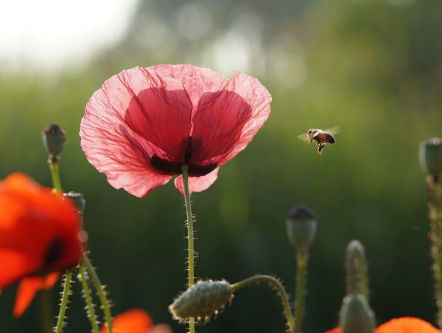 Nationale Bijentelling