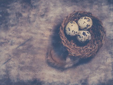 Kieviten in de nesten