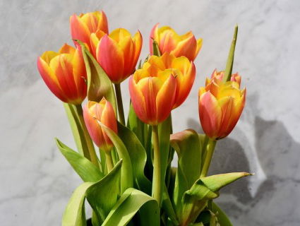 Nederlandse tulpen bij de Golden Globes