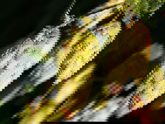 Hop in galop, plantje keert terug in Nederland