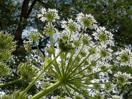 Reuzenberenklauw wordt aangepakt met nieuwe boor