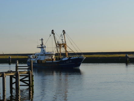 Verse vis in de Stellendamse haven