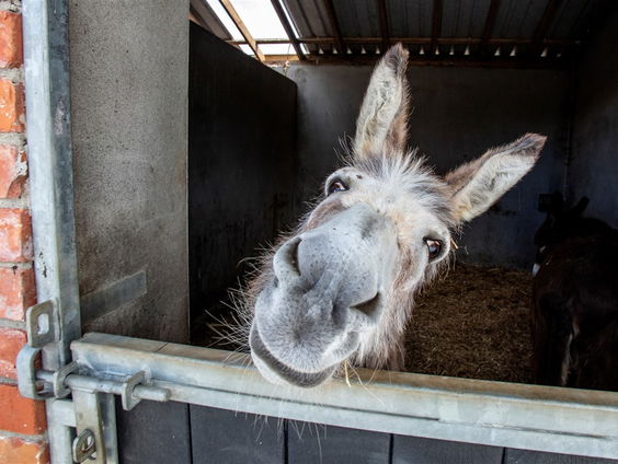 Ezels zoeken wandelmaatjes