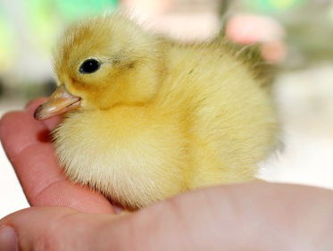 Feest voor Dierenzorg Eemland
