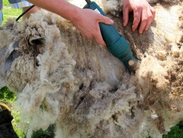 Schapen scheren in Oldebroek