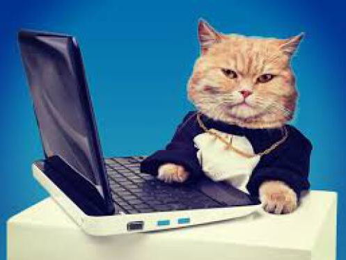 Dierenaccounts op social media