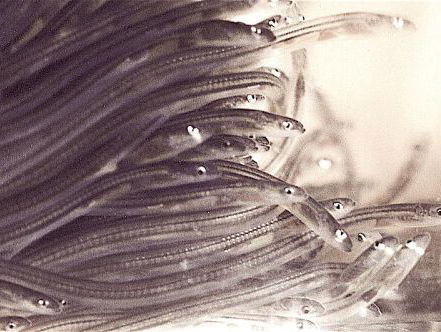 Ruim 2 miljoen jonge palinkjes uitgezet