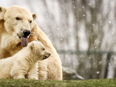 Pasgeboren ijsbeertjes voor het eerst naar buiten in Dierenrijk