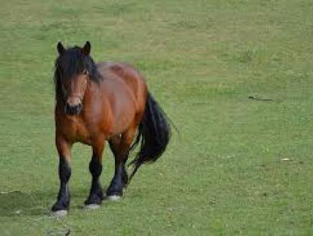 Sophie van Dijk maakt benefiettocht te paard van 180 kilometer