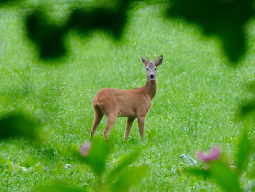 De natuur in: jachtseizoen op reebok geopend