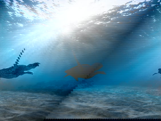 Thaise schildpad vernoemd naar duiker Kees