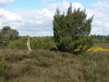 Martine Dubois: 'Buiten levensgevaar'
