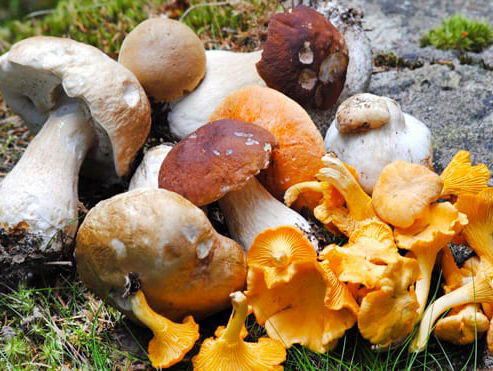 De Koelkastcoach - paddenstoelen eten?