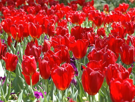 Morgen start het Tulpfestival Amsterdam