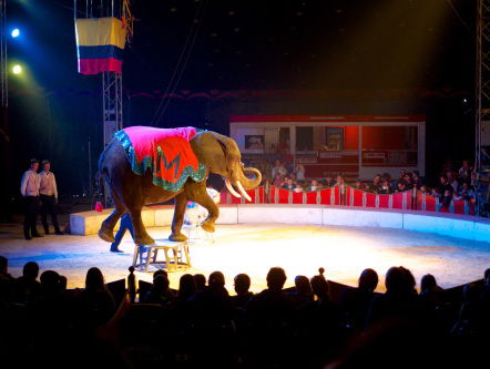 Strijd om circusolifanten
