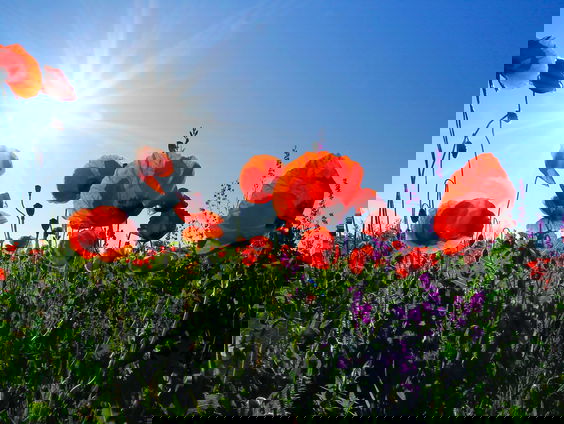 HZD: Waar komen die klaprozen ineens vandaan?