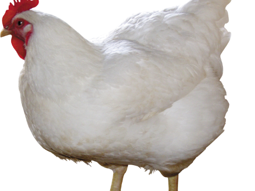 Doe-het-zelf-kip voor bewuste vleeseters