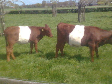 Bert Smallegoor verkoopt zijn koeien via Facebook