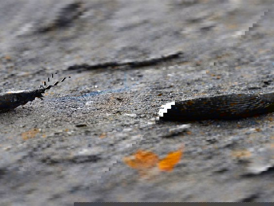 Het is de week van de nationale slakkentelling!